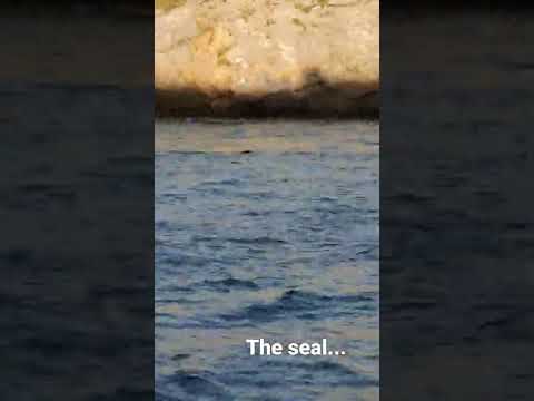 swansea seal. wales