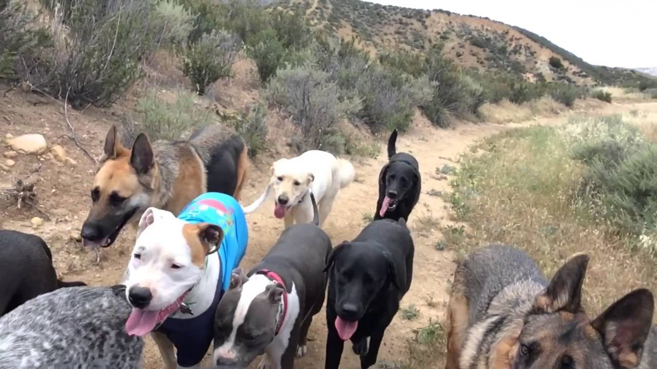 Off Leash & Under Control - Pack Hike