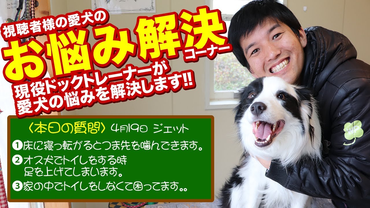 質問コーナー 縄張り意識があるのか噛みついて来る オス犬なのに足を上げてトイレをする 外じゃないとトイレをしてくれない などなど Youtube