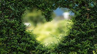 Garden of God - Walk Through The WORD Zoom- 12/4/20