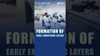 Understanding Germ Layer Formation in Embryo Development