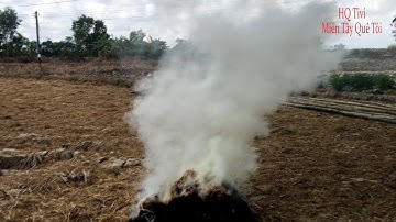 Miền tây quê tôi - Tập 146 - Nhật ký chống Covid 19 - Ngày 4 - Cá lóc nướng rơm