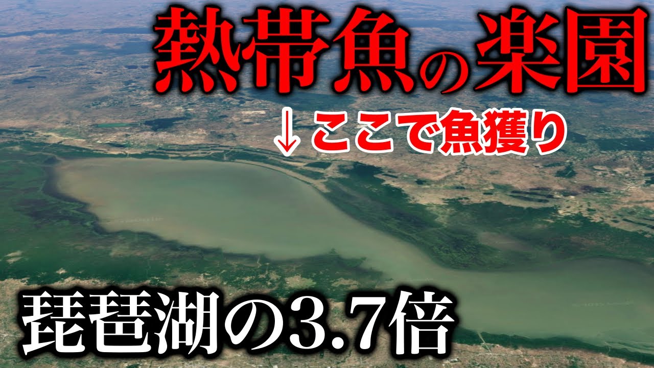 東南アジア最大の湖！どんな魚がいるのか？徹底調査してきた［カンボジア熱帯魚遠征3］