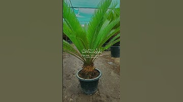 سورة المائدة الشيخ سعود الشريم #سعود_الشريم #سورة_المائدة #قرآن #قران_كريم #اكسبلور