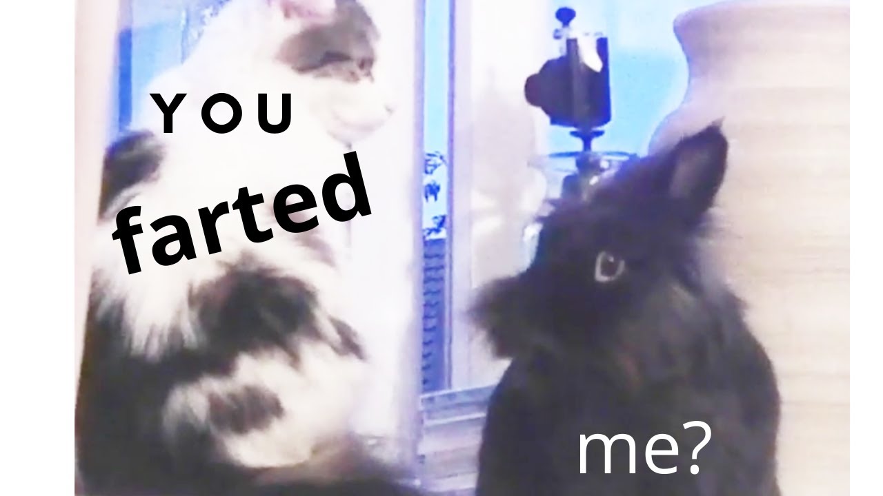 cute lionhead rabbit / funny rabbit did you fart? #cutebunnies # ...