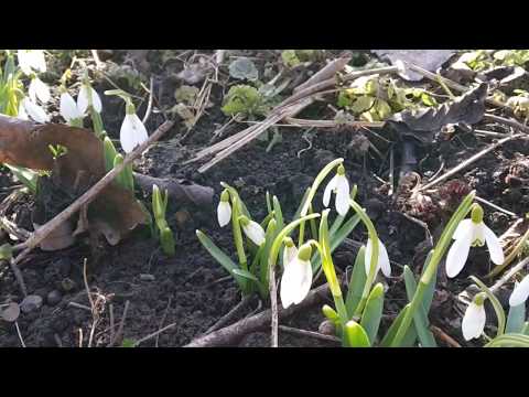 Весна пришла. Зацвели