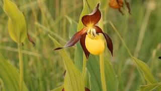 A short documentary on some of the peculiar plants found around
britain