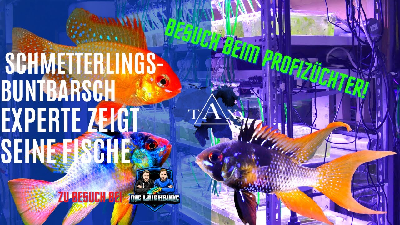 Schmetterlingsbuntbarschexperte zeigt seine Fische I TAX