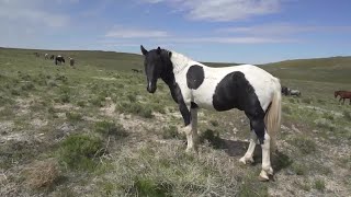 Details Government offers paid adoptions to help control wild horse population News
