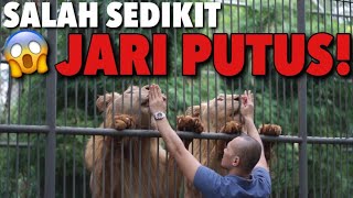 MENAKLUKKAN 2 SINGA BUAS! JANGAN DITIRU! | THE GOLDEN FAMILY