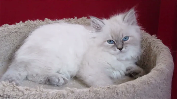 Video 6796131: siberian cattery