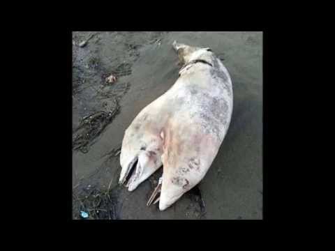 Video: A Two-headed Dolphin Was Found On A Beach In Turkey - Alternative View