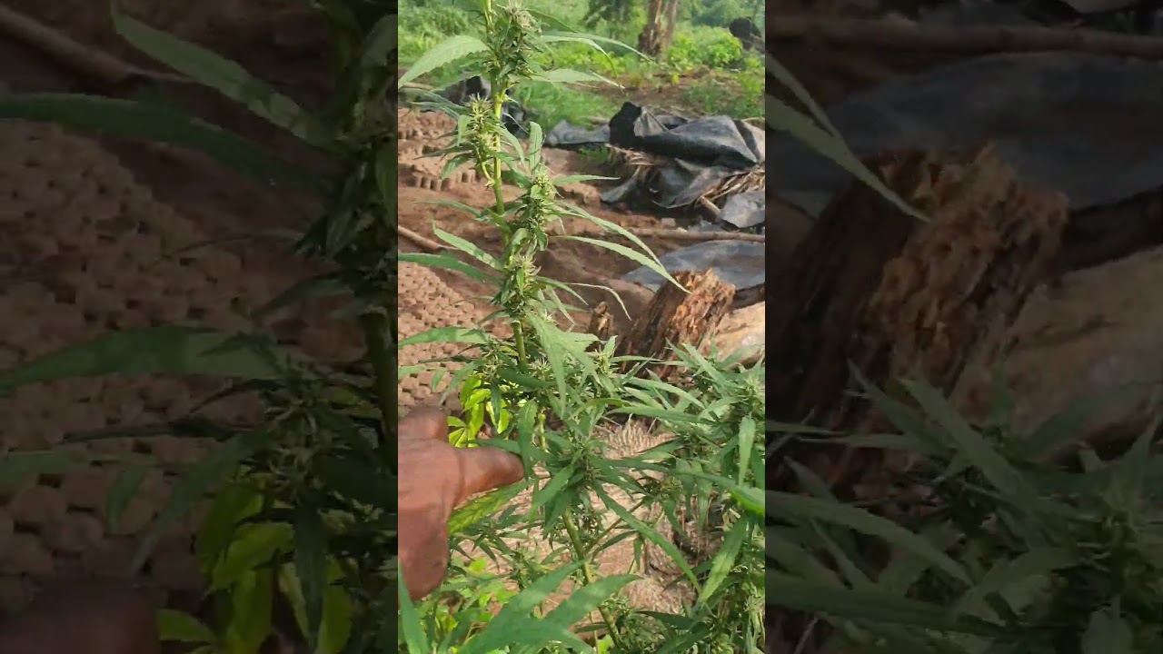 Cannabis Plants Stacking
