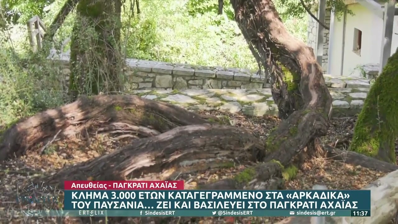 Κλήμα 3.000 ετών ζει και βασιλεύει στο Παγκράτι Αρκαδίας | 1/9/22 | ΕΡΤ