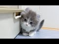 【お迎え初日】生後2ヶ月の子猫が可愛すぎるwwwwww