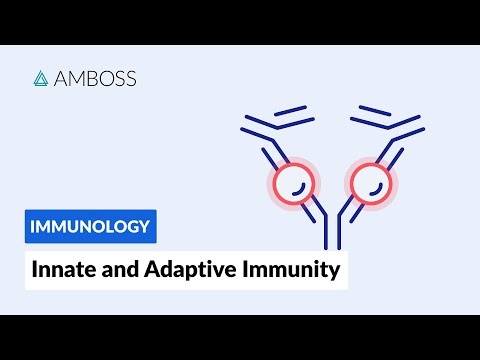 Innate and Adaptive Immunity: Types of Immune Responses (Full version)