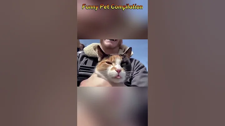 Video 11294171: cat funnycats animals cutecat, compilation funny cat cutecat
