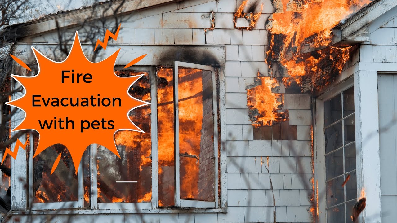 How To Prepare For Fire and Evacuate Quickly With Pets