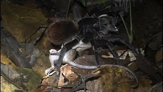 Tarantula Spider. The scariest giant spider in the Amazon rainforest..