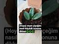 MUM ÇİÇEĞİ BAKIMI ÇOĞALTMA #ÇİÇEK #HOYA #hoyaplant #hoya #hoyaplants #mumçiçeği #çiçeklibalkon9 #fyp