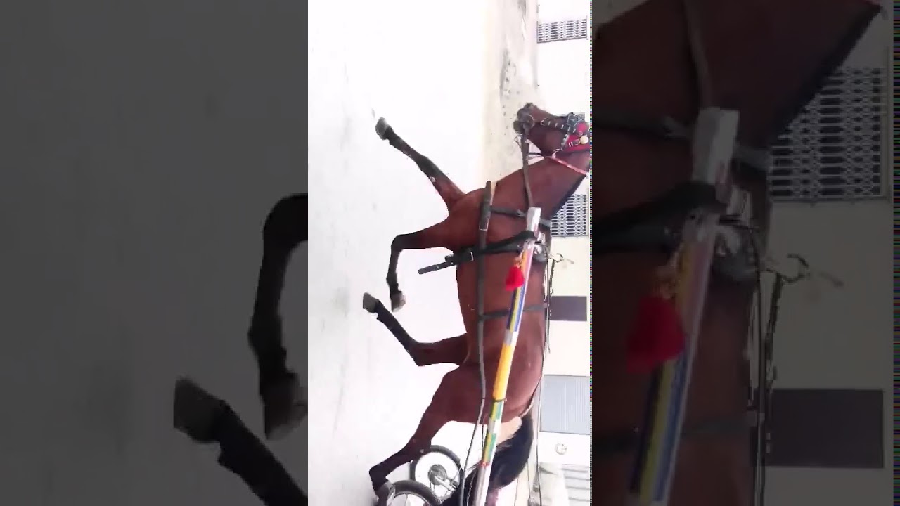 New Horse Try Peshawar 2021 Peshawar Horse Race Try Pakistani Tonga Racers Official Peshawar