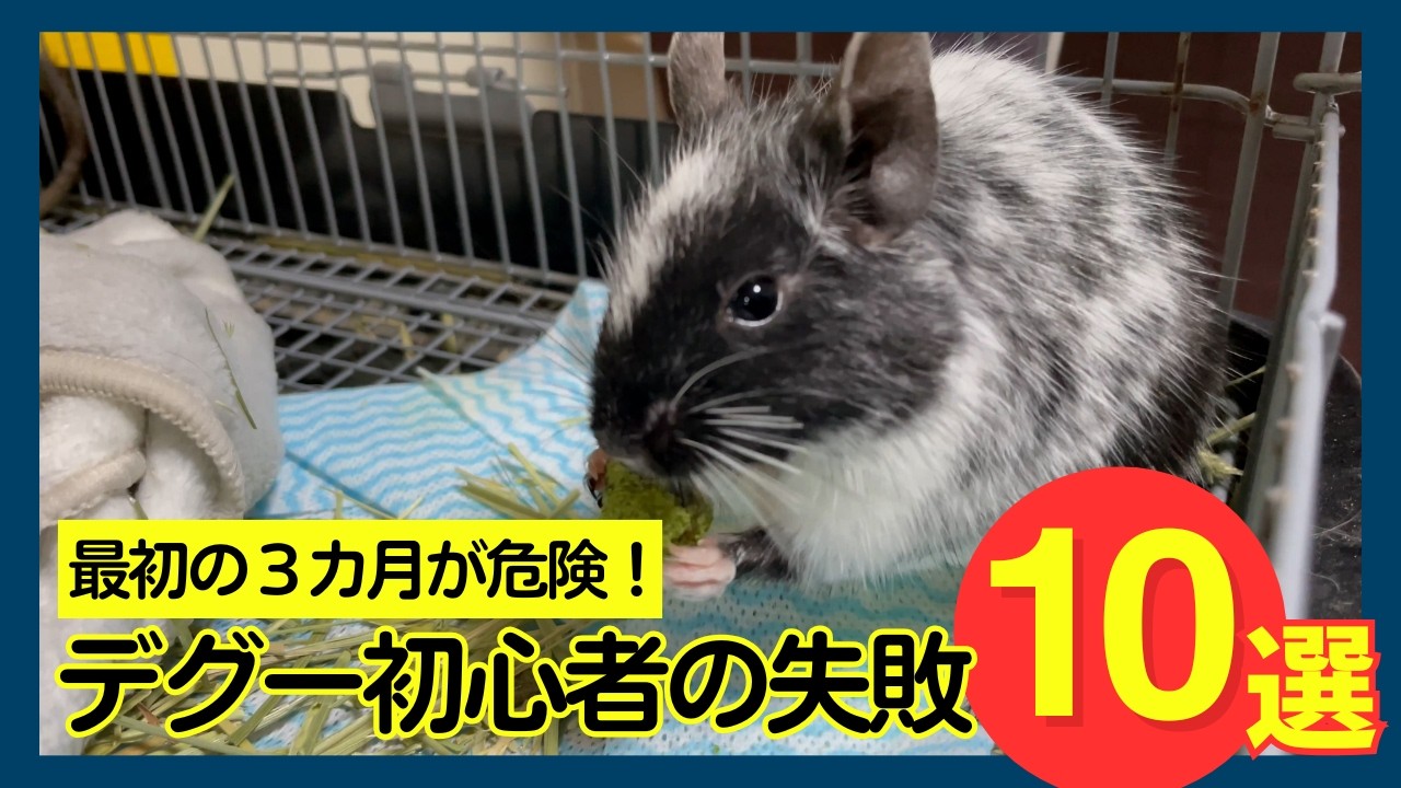 デグー初心者は要チェック！！