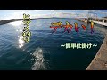 【ヒラメ釣り】これもデカい！港で出会った少年との約束。。