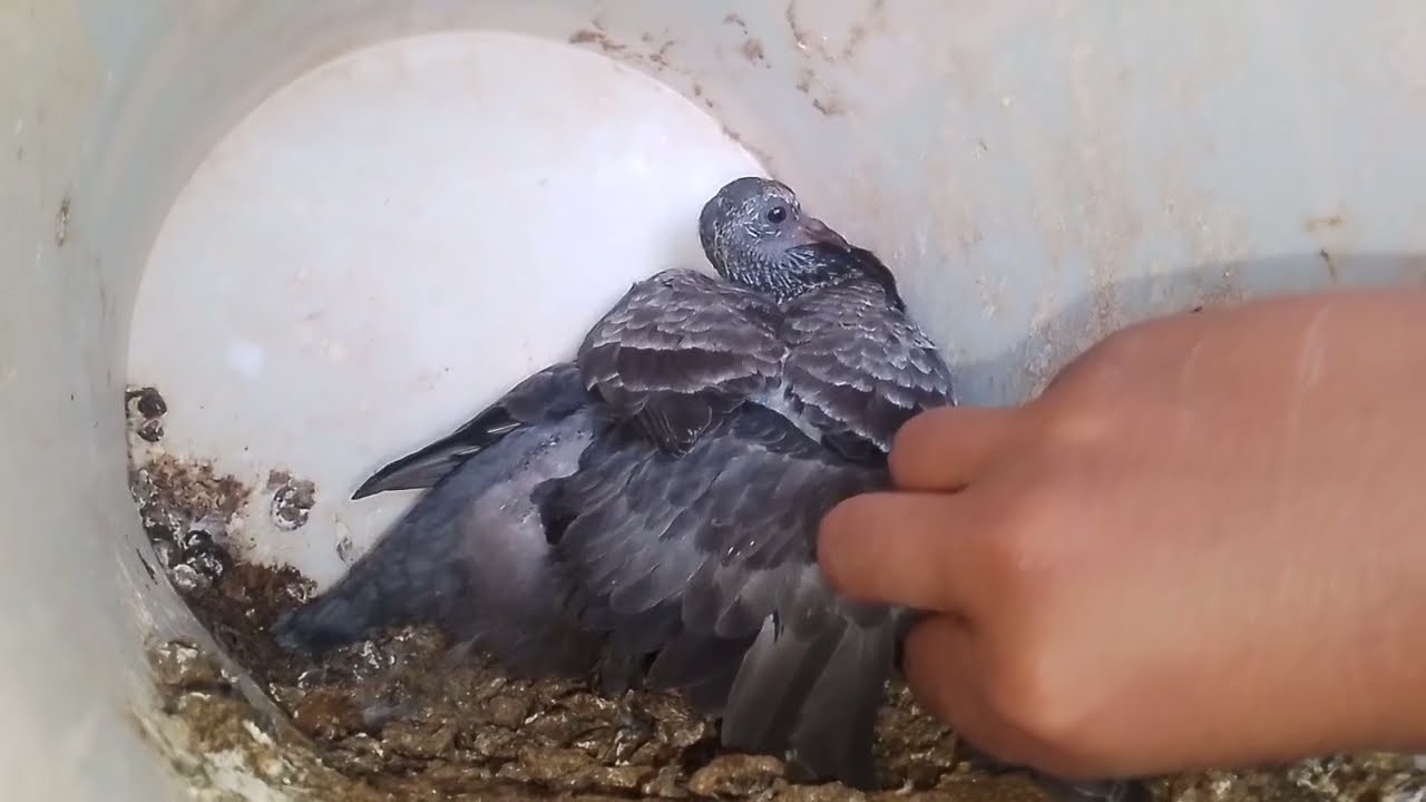 السلسله محبوبه مده شهر ال الفرخ راح يحبني او يخاف مني 🥳