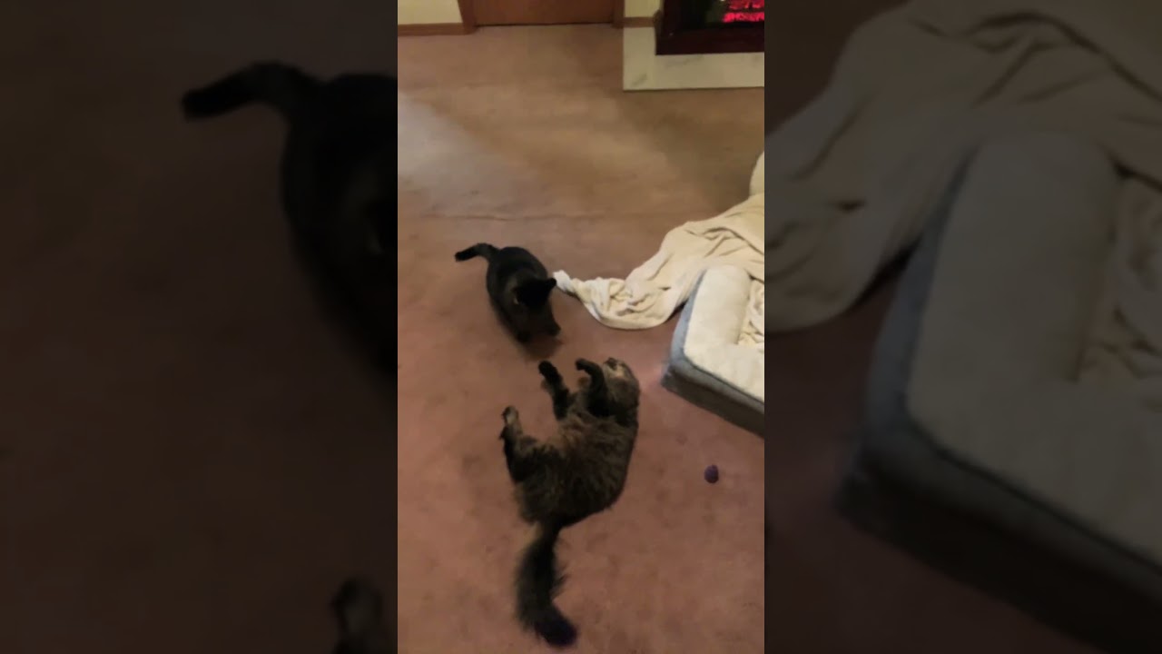 Playtime Team On the Move! 🐾😺 