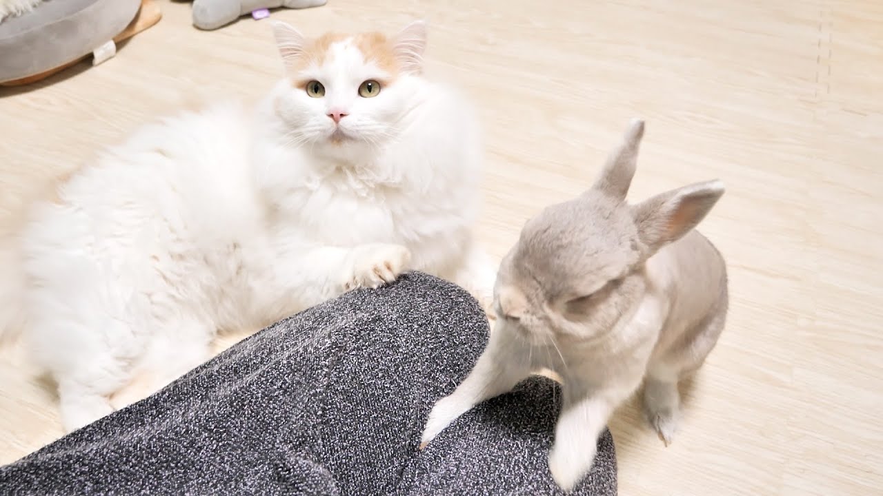 はやくなでなでしろ”と迫る猫と、”はやく抱っこしろ”とせがむウサギ