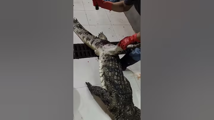 A large crocodile weighing several hundred kilograms #crocodile #shipping nationwide #high end ingre