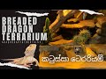 Breaded Dragon Terrarium__ කටුස්සන් කූඩුව @MD Fish Tanks @Green Aqua