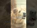 Dr. Dolittle’s Chaotic Pet Check-Up 🐶😂#Shorts#movies