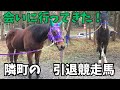 隣町のお祭りで駆けるかっこいい引退競走馬に会ってきた!以前の走る動画あります!#エンジョイファーム #引退競走馬