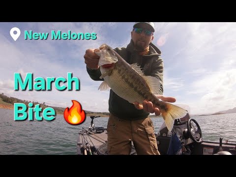 Bass Fishing New Melones Giving Big Bass a Bully Beatdown