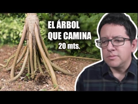 Video: ¿Dónde plantar un árbol caminante?