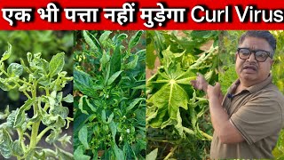 एक भी पत्ता नहीं मुड़ेगा CURL VIRUS | Leaf Curl Virus Control | thrips and mites control