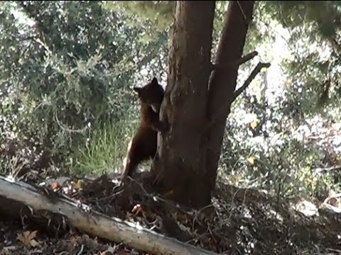 bears can climb trees