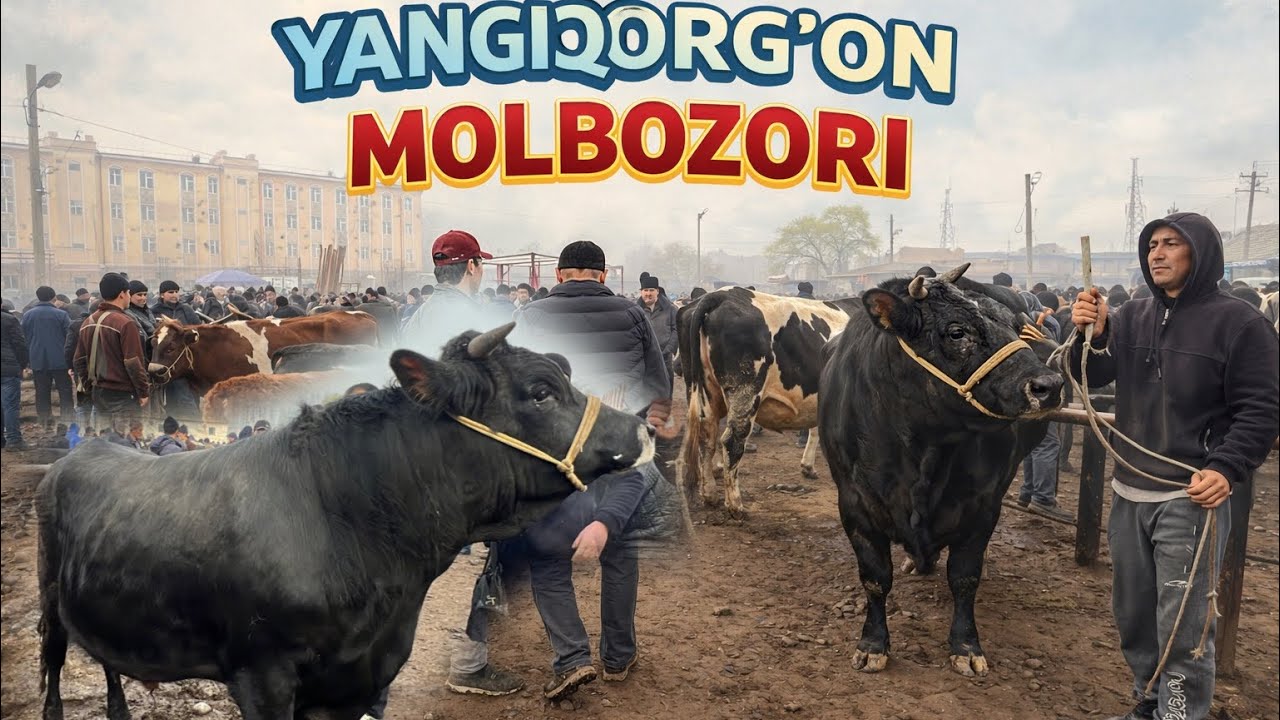 Molbozor narxlari YANGIQORGON MOLBOZORI qizgin buldi.✅✅👍👍🔥🔥😱😱🤝🤝💯💯
