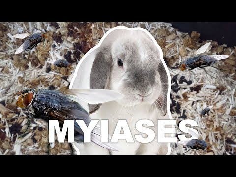 Vidéo: Infestation D'acariens Dans L'oreille Chez Les Lapins