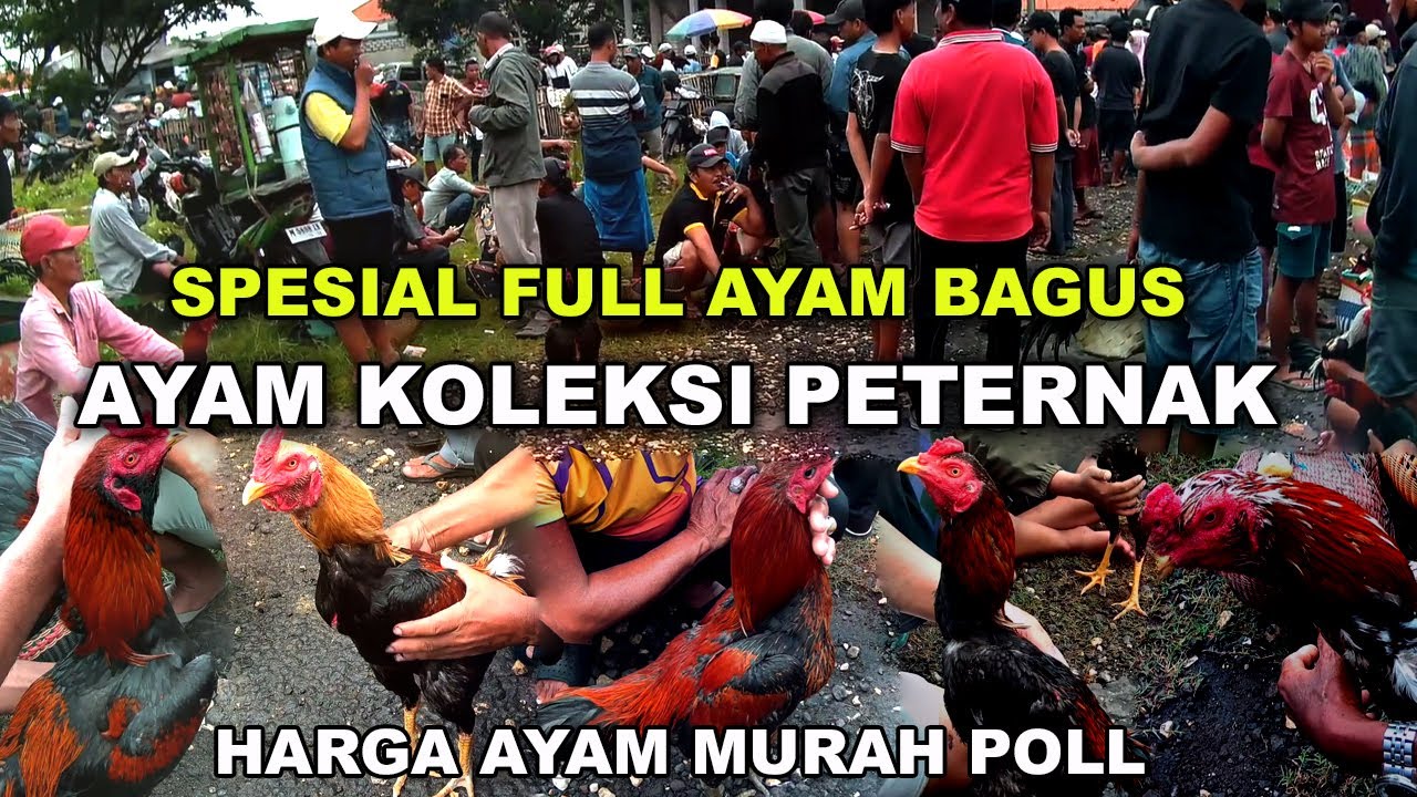 Отличная курица, доступные цены, высокое качество | Куриный рынок Бангкока, Мадура