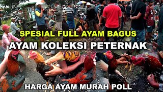 Volop heerlijke kip, betaalbare prijzen, luxe kwaliteit | Kippenmarkt Bangkok, Madura