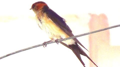 Red-rumped Swallow - A Bird Video