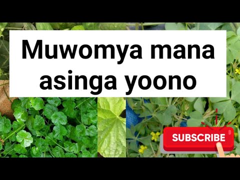Muwomya mana yoono SSENGABIROOTONEDDAGALA