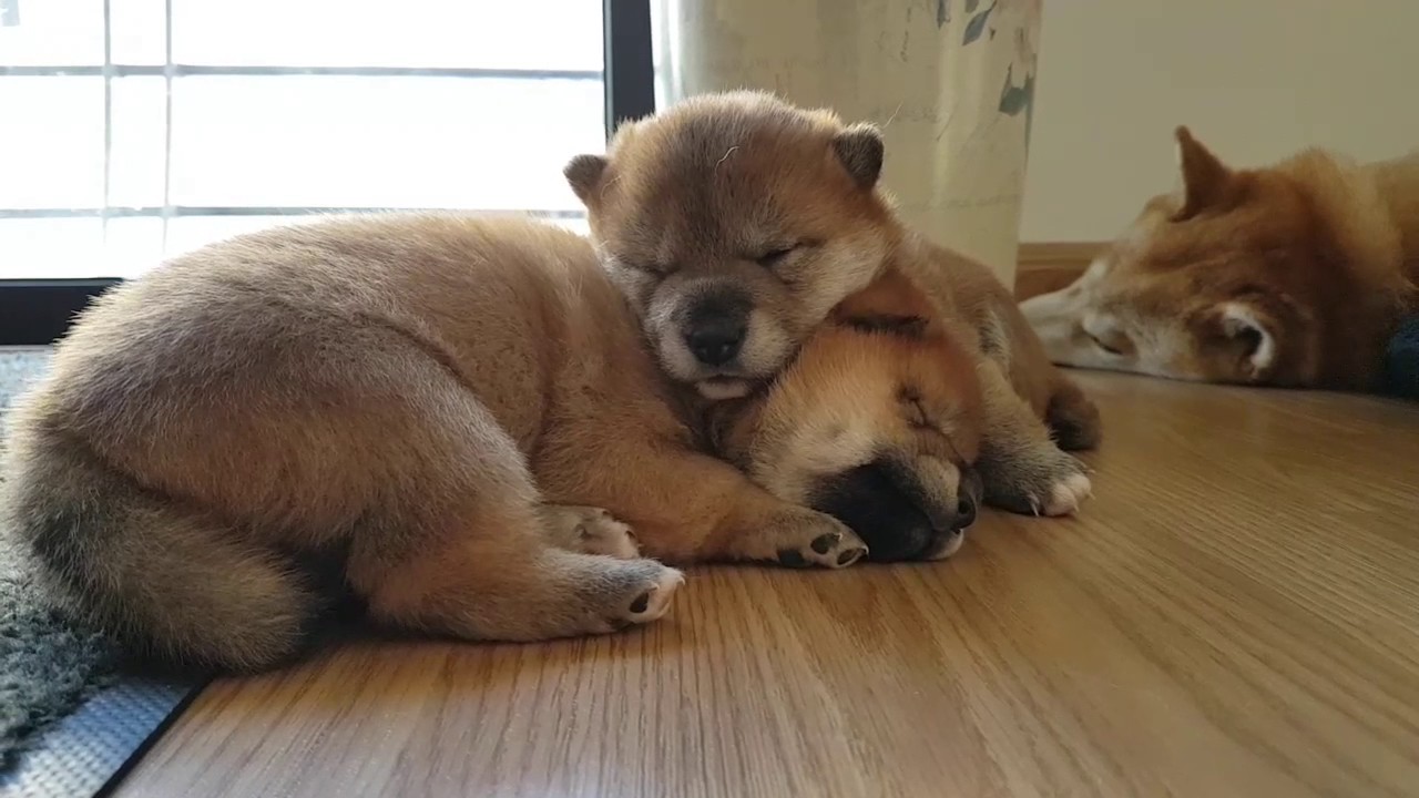 Cute sleepy Shiba Inu puppies YouTube
