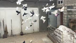 #Pigeons.Никогда не спорьте с идиотами.