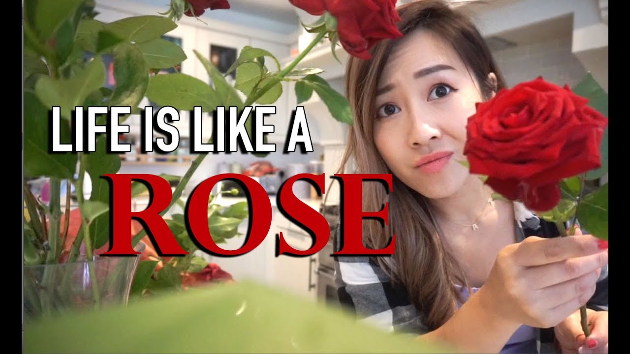 Life Is Like A Rose YouTube