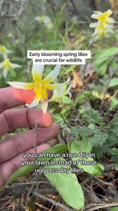 rare-native-wildflowers-looking-for-endangered-native-plants-in
