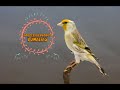 -ΚΑΡΔΕΡΙΝΟΚΑΝΑΡΟ- (canary-Goldfinch mule 2018)