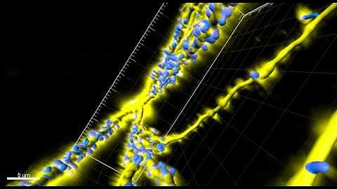 Imaris Bitplane Example.mov